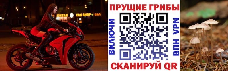 Купить закладки  Нерехта  Галлюциногенные грибы Psilocybe 